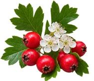 Hawthorn extract in {{OFFER_NAME}}