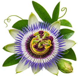 Passionflower extract in {{OFFER_NAME}}